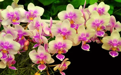 Изображение Обои орхидея, цветы, вода, цветение на рабочий стол. на рабочий  стол hd