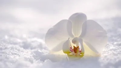 Белый цветок орхидеи на тёмном фоне с каплями воды - обои на рабочий стол