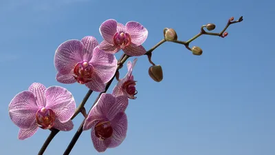 Картинки орхидея на рабочий стол - обои