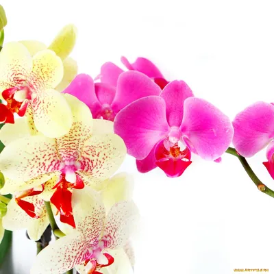 Орхидеи Фаленопсис На Рабочий Стол, HD Png Download - kindpng