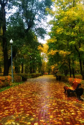 Золотая осень\" в Москве