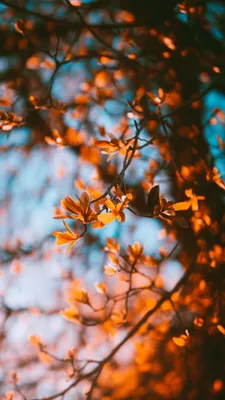 Осенние картинки. Обои для телефона. Сладкий ноябрь | Осенние картинки,  Осенние виды, Осенние фотографии