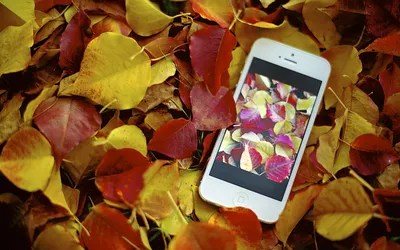 Картинки осень на заставку телефона (100 фото)