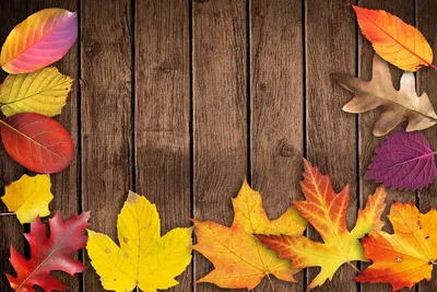 Обои на рабочий стол Осенние листья на деревянном фоне, обои для рабочего  стола, скачать обои, обои бесплатно