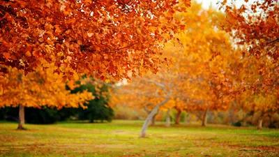 Осенние листья обои на рабочий стол - Qapper.ru