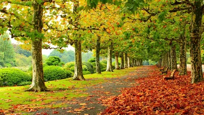 осенние листья и ягоды лежащие на деревянном столе осенью, обои осень, обои  для рабочего стола, обои фон картинки и Фото для бесплатной загрузки