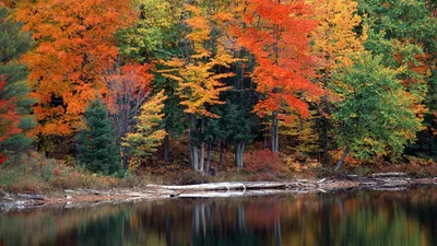 Осенний лес скачать фото обои для рабочего стола (картинка 1 из 2)