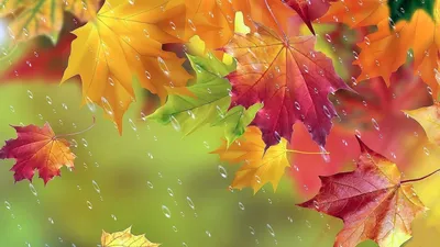 Рамки Осенний Рабочий стол, осенние листья, Акварельная живопись, лист, обои  для рабочего стола png | PNGWing