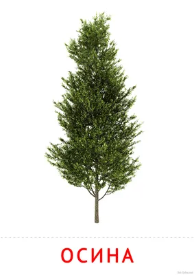 Tremula Populus, дерево осины, европейская осина или дерево дрожа осины  Стоковое Фото - изображение насчитывающей сезон, красно: 135472452