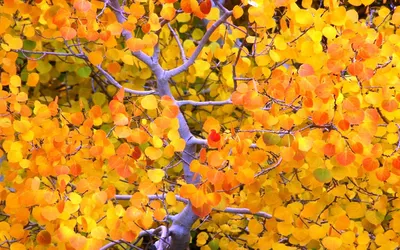 File:Populus tremula Осина Осенние листья.jpg - Wikimedia Commons
