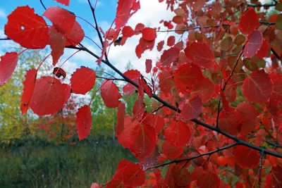 Осина дерево листья осины реалистично…» — создано в Шедевруме