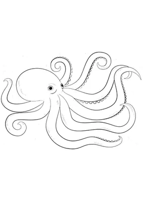 Как нарисовать ОСЬМИНОГА / мультик раскраска ОСЬМИНОГ для детей / How to  draw an octopus - YouTube