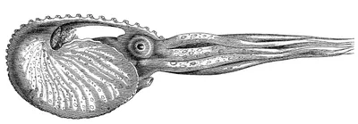 Картина Белый осьминог - купить , Современная абстракция для интерьера