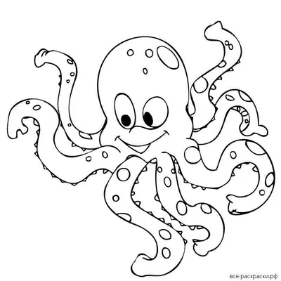 рисунок осьминога кем то карандашом, картинки осьминогов для рисования,  осьминог, свежий фон картинки и Фото для бесплатной загрузки
