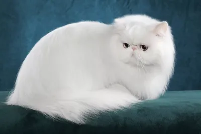 Персидский кот с короткими волосами на белой предпосылке Стоковое Фото -  изображение насчитывающей смотреть, взорвать: 55522462