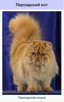 😺Восточный гость: персидский кот | Нос, хвост, лапы | Дзен