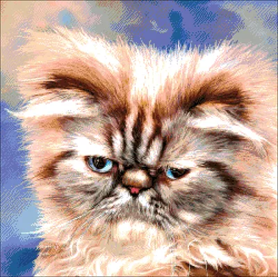 Фотогалерея \"Персы и экзоты\" - \"Персидский кот ВALTHAZAR DU CAT'S BLUES,  окрас черный дым (вл. Гарбес Элина п-к Сivitas Deorum)\" - Фото породистых и  беспородных кошек и котов.