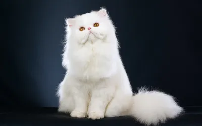 Персидский кот изолирован на белом фоне стоковое фото ©nata-sabyna 321435628