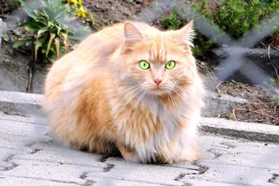 Сибирский персидский кот - 60 фото