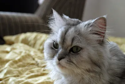 Персидские кошки - фото и описание (характер, уход и кормление)