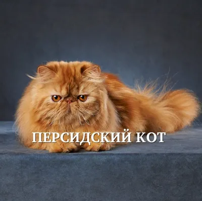 Лысый персидский кот - 68 фото