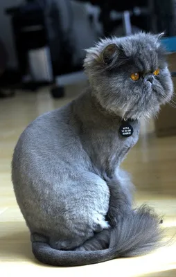 Персидская кошка: все о кошке, фото, описание породы, характер, цена