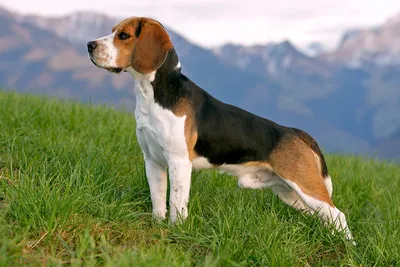 Бигль (Beagle) - это активная, дружелюбная и умная порода собак. Фото,  описание, отзывы.