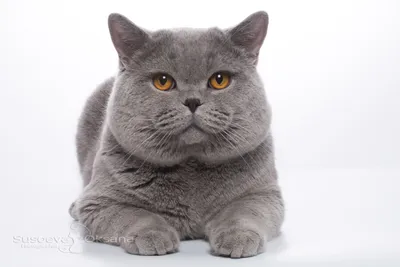 Почему некоторые считают, что обычные коты хуже породистых? | Пикабу