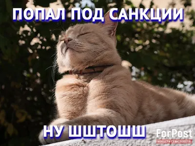 В Киеве на выставке кошек породистые котята \"собирают\" деньги для армии —  Фото