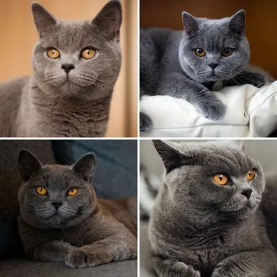 Бирманская кошка. Описание породы, характер, фото, котята бирманской кошки.