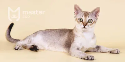 Самые популярные породы кошек в России - ветклиника \"в Добрые Руки\"