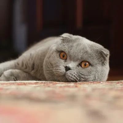 Породистые коты из Крыма даже не заметили санкций в свой адрес | ForPost