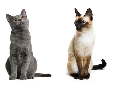 Породы кошек картинки обои