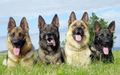 пять разных пород немецких овчарок, фотографии разных пород собак фон  картинки и Фото для бесплатной загрузки