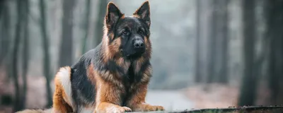 Немецкая овчарка: все о собаке, описание и фото породы