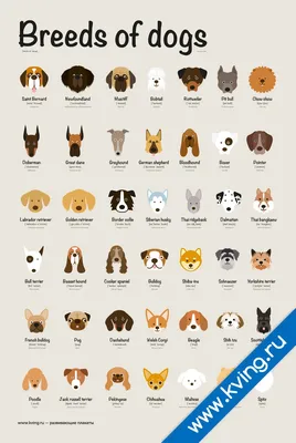 Породы собак на английском с картинками обои
