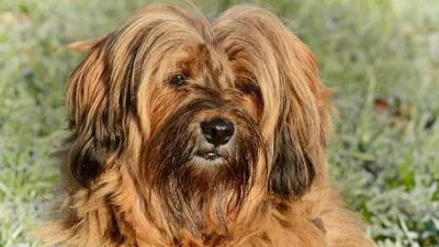 Русские породы собак: Топ-22, выведенных в России с фото и описанием
