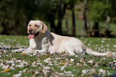 ТОП-10 самых уродливых пород собак