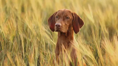 Шпиц, чихуа-хуа и корги возглавили топ популярных пород собак 2022 года |  Ветеринария и жизнь