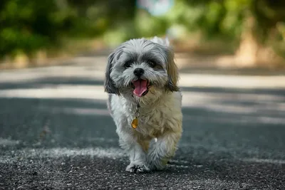 Джек Рассел терьер породы собак Стоковое Фото - изображение насчитывающей  собака, мило: 166732438
