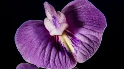 Эта поза подарит сексу «свежее дыхание»: в чем суть позы «Орхидея» и как  она выглядит – отлично стимулирует чувствительные зоны у женщин |  Курьер.Среда | Дзен