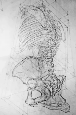 изображение скелета позвоночника и позвоночника человека, картинка лопатки,  лезвие, плечо фон картинки и Фото для бесплатной загрузки