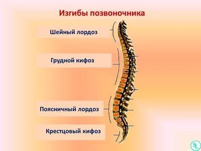 глубокие мышцы шеи разгибающие позвоночник - Поиск в Google | Анатомия и  физиология, Анатомия йоги, Анатомия