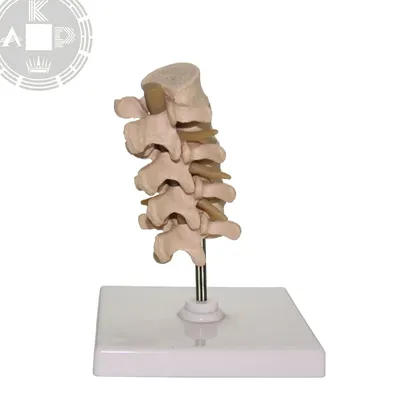 ArtStation - Анатомия человека. Кости и мышцы, подробные иллюстрации с  описанием