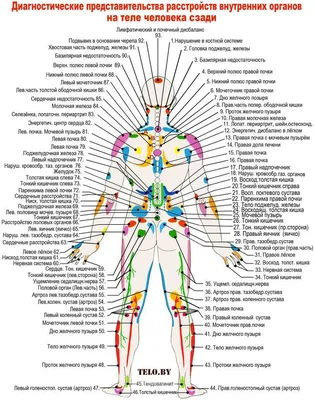 Позвоночник человека - анатомия, позвонки, изгибы и отделы