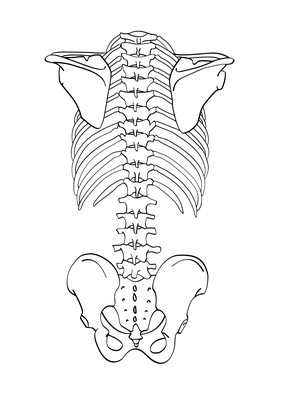 медицинская иллюстрация показывающая скелет показывающий позвоночник в  высоком разрешении, нижняя часть позвоночника картинки, позвоночник,  лекарственное средство фон картинки и Фото для бесплатной загрузки