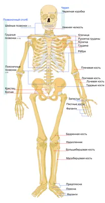 Позвоночник схемы : нормальная анатомия | e-Anatomy