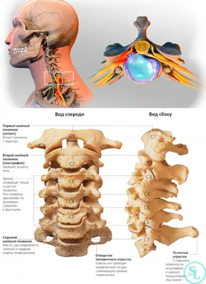 Плакат с человеческим позвоночником, анатомия скелета человека, атлас,  настенные картины, заболевания позвоночника Heaithy, ПВХ водонепроницаемый  медицинский плакат, настенное искусство | AliExpress