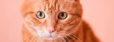 Прикольные картинки рыжих котов обои