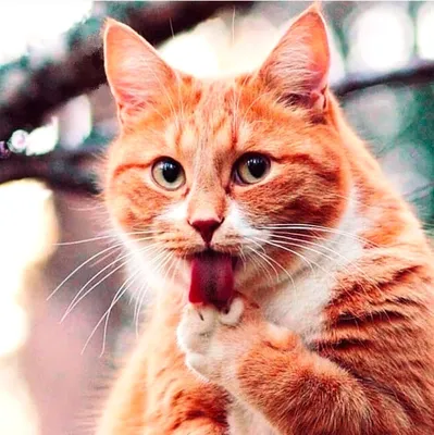 Самые любимые рыжие коты | Рыжий кот, Кот, Милые животные